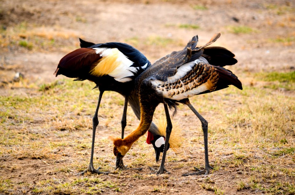 Two Black-white-and-red Birds