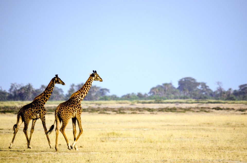 Two Giraffe Animal On Brown Grass Field