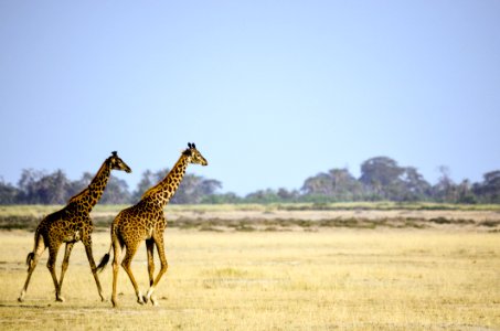 Two Giraffe Animal On Brown Grass Field photo