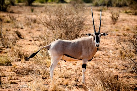 Animal On Forest photo