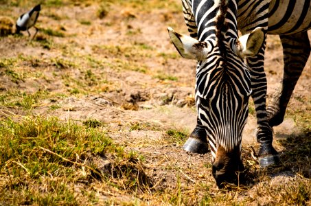 Zebra Eating Grass Selective Focus Photography photo