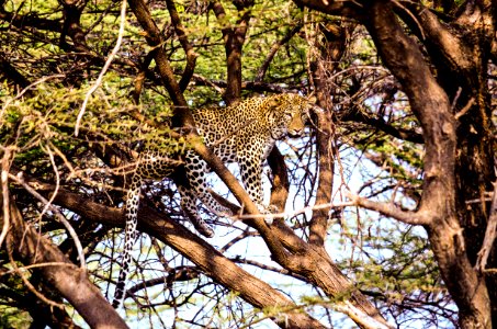 Leopard Resting On A Tree Branch