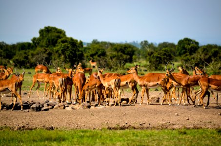 Herd Of Deer