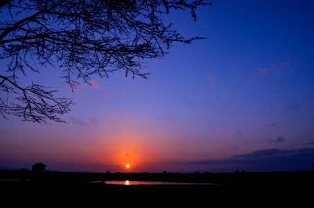 Silhouette Of Tree During Sunset photo