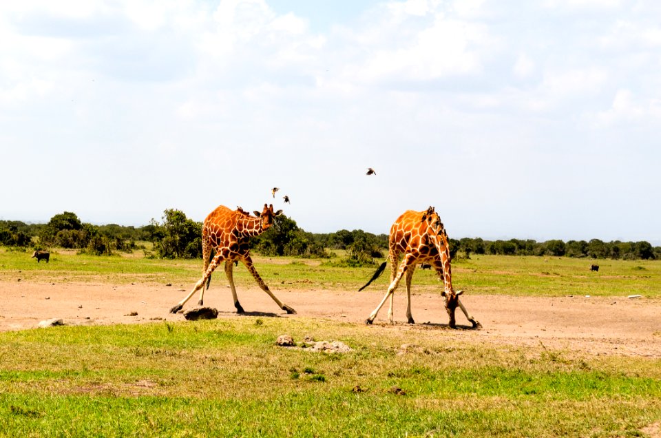 Two Giraffe On Green Grass