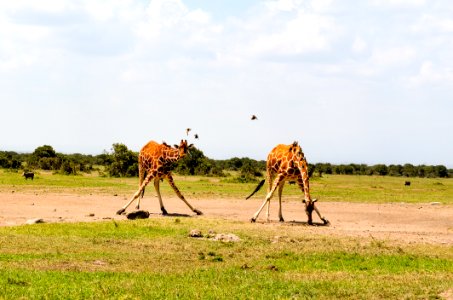 Two Giraffe On Green Grass