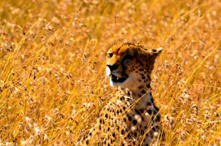 Cheetah On Grass Field photo