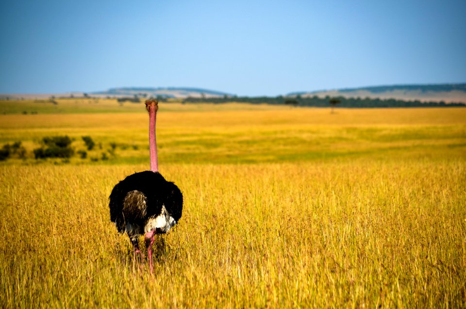 Ostrich Standing On Grass Fields