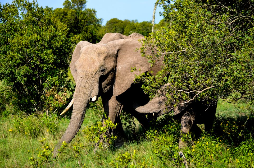 Elephants Walking In Forest