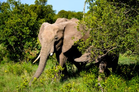 Elephants Walking In Forest