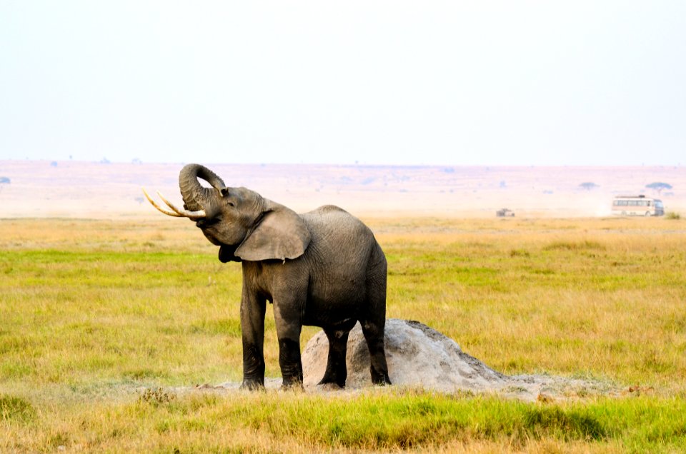 Photograph Of Elephant