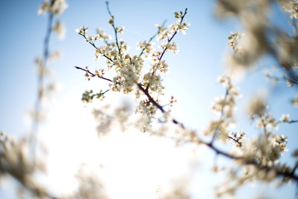 Close-up Photography Of White Petal Flower