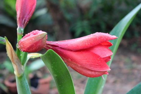 Pink Petal Flower photo