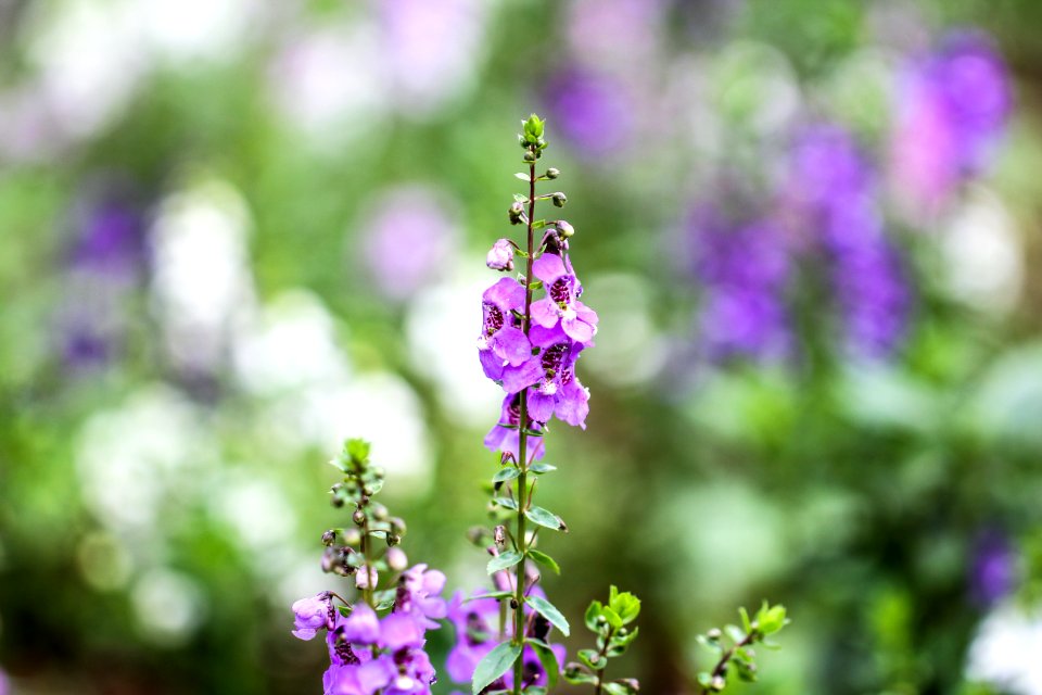 Purple And Green Flower Plant photo