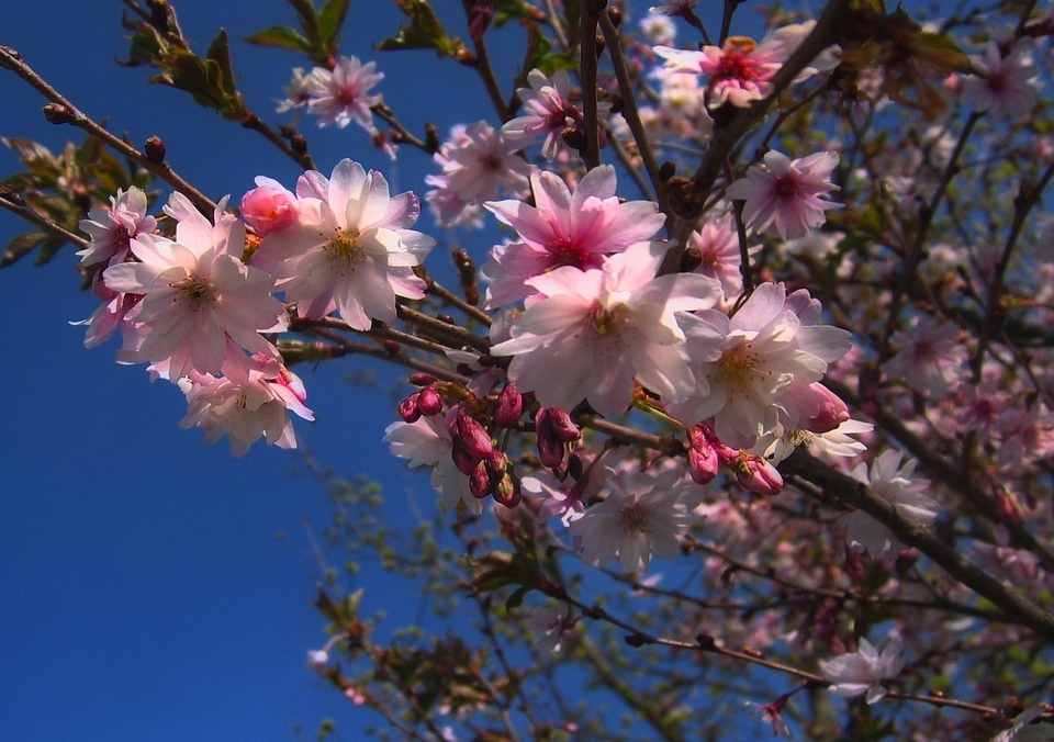 Spring apple cherry tree