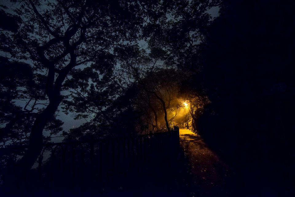 Silhouette Of Trees