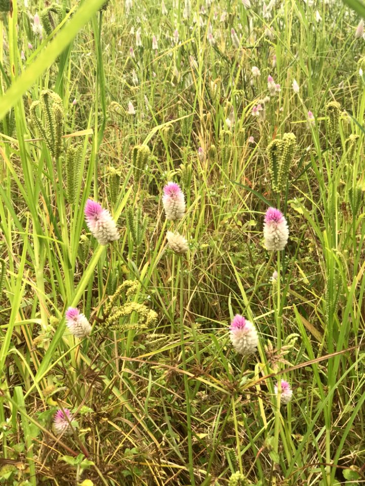 Green Grass