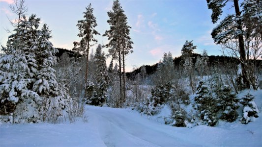 Tall Trees Covered With Snow Near Cliff photo