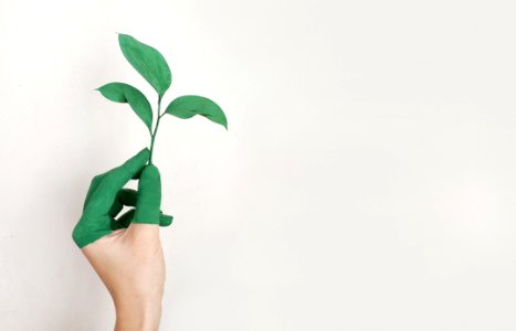 Persons Left Hand Holding Green Leaf Plant photo