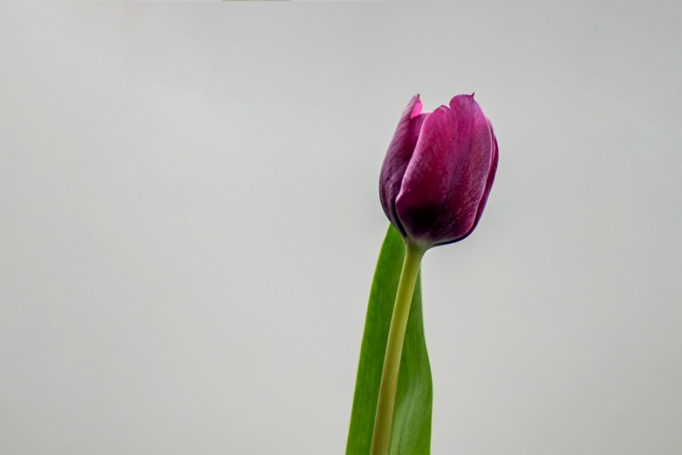 Flower Flowering Plant Plant Purple