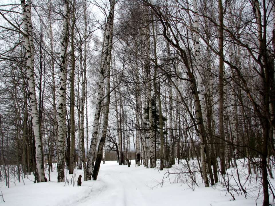 Snow Winter Tree Woody Plant