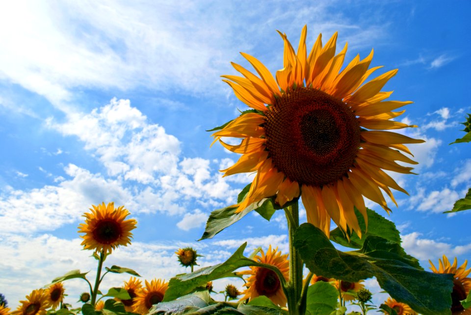 Flower Sunflower Sky Flowering Plant