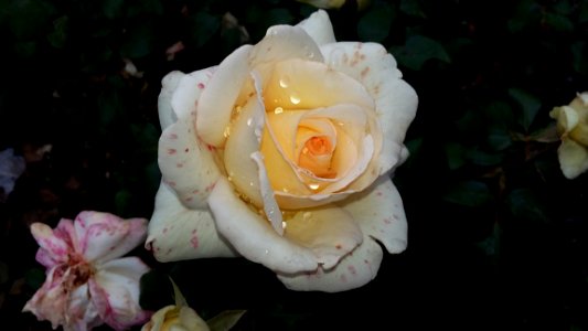 Flower Rose Rose Family White