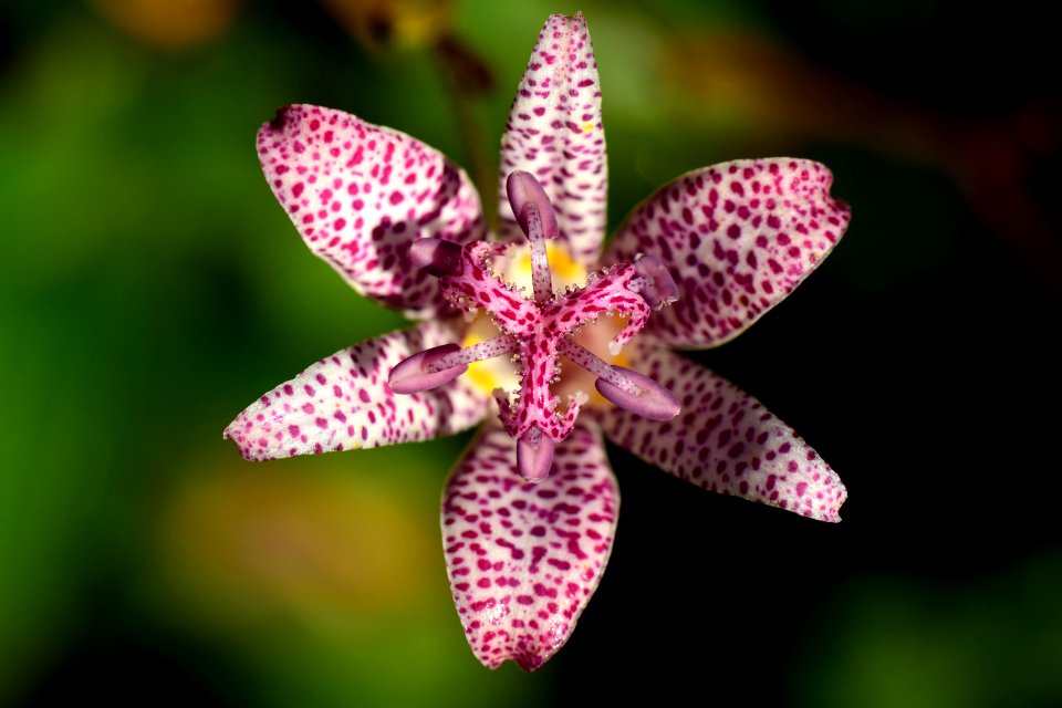 Flower Flora Plant Flowering Plant