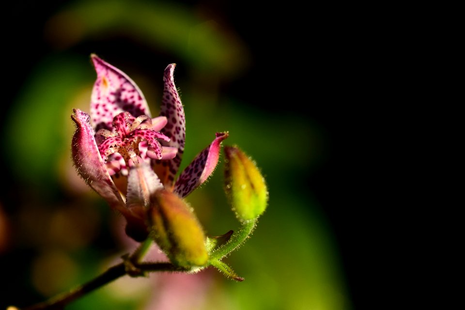 Flora Flower Close Up Bud
