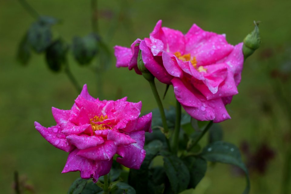 Flower Rose Family Plant Pink