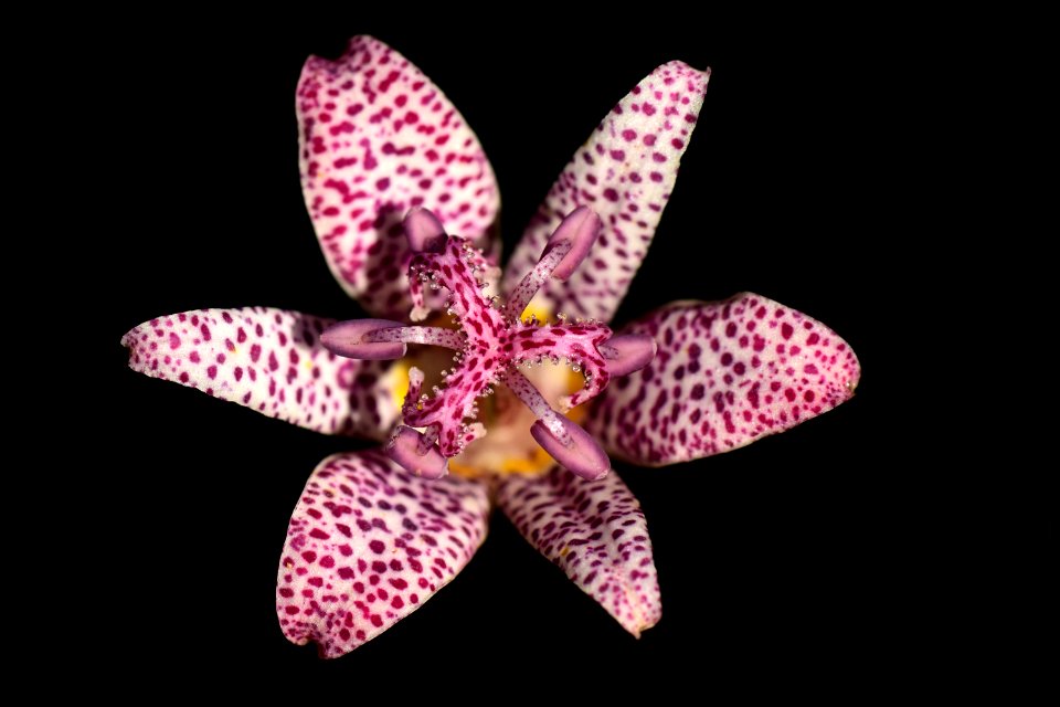 Flower Flora Flowering Plant Plant