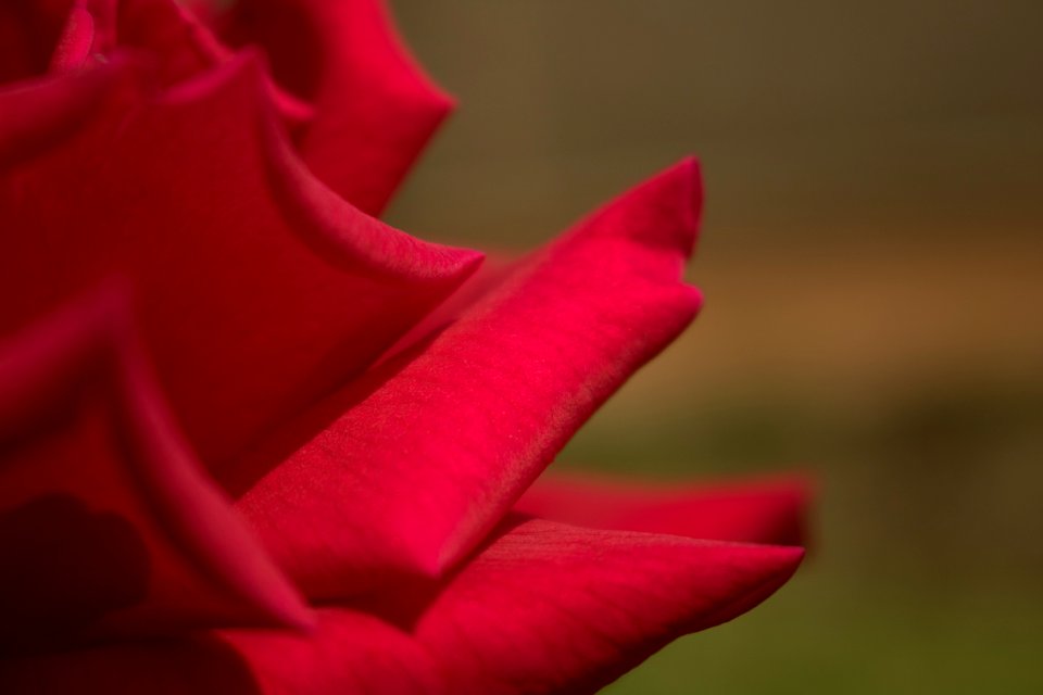 Flower Red Rose Family Rose