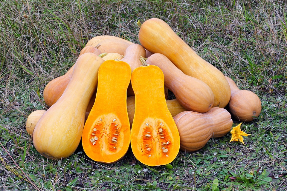 Vegetable food nature