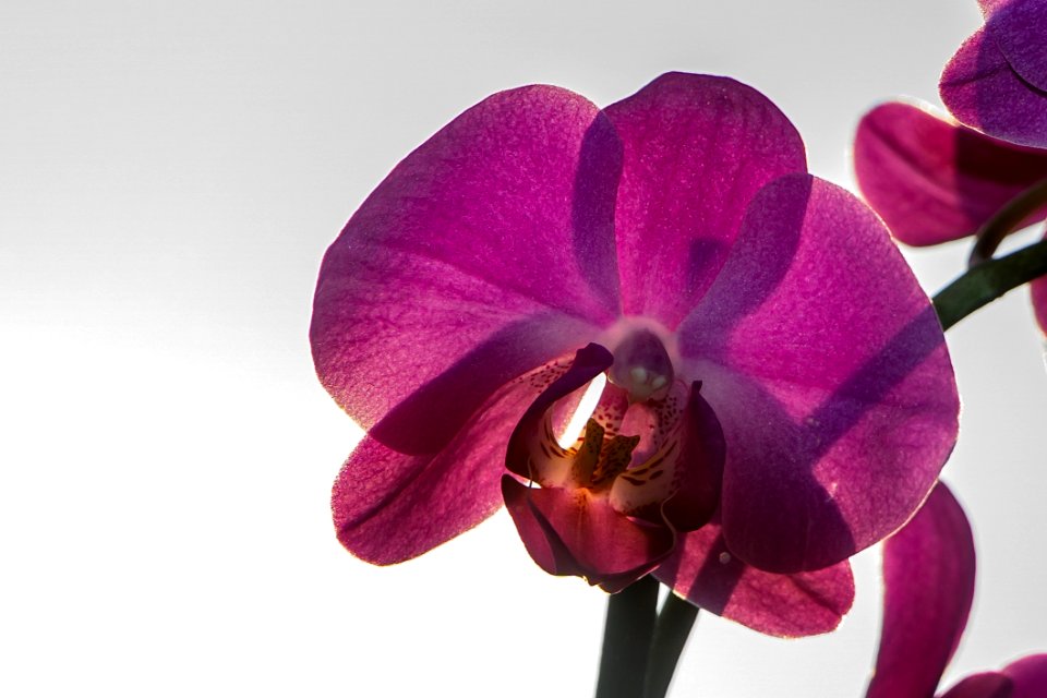 Flower Flowering Plant Purple Violet