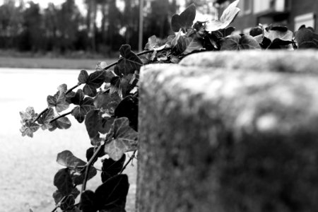 Black Black And White Monochrome Photography Tree photo