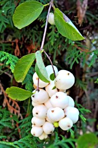 Plant Fruit Fruit Tree Sorbus