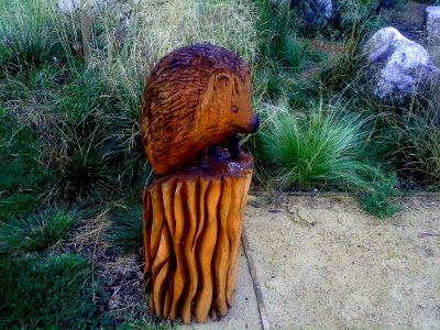 Grass Tree Organism Wood