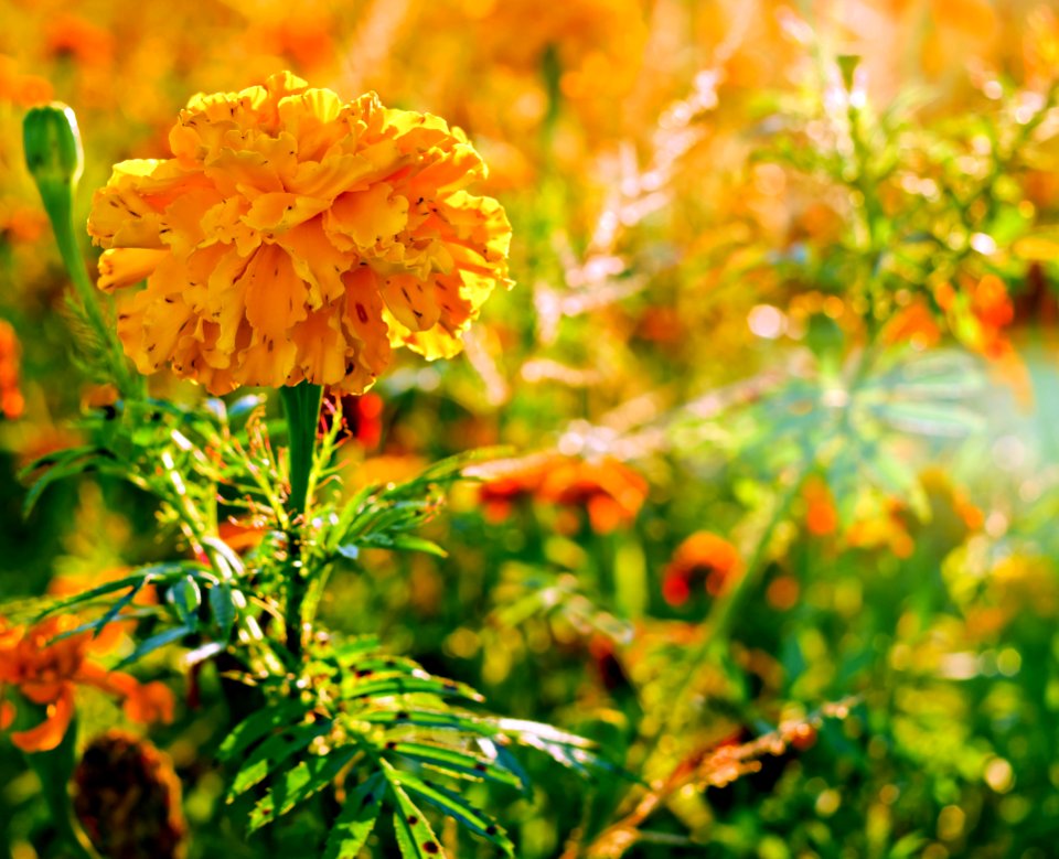 Flower Yellow Spring Plant