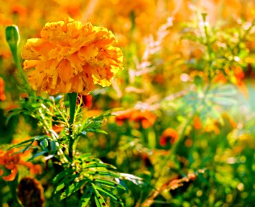 Flower Yellow Spring Plant photo