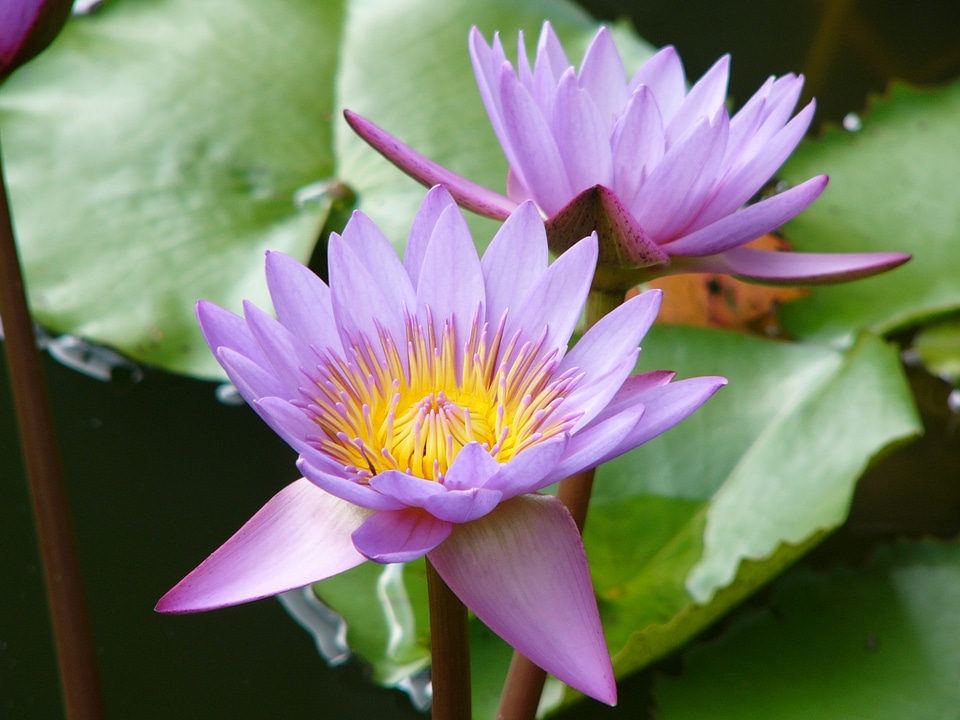 Aquatic violet plants