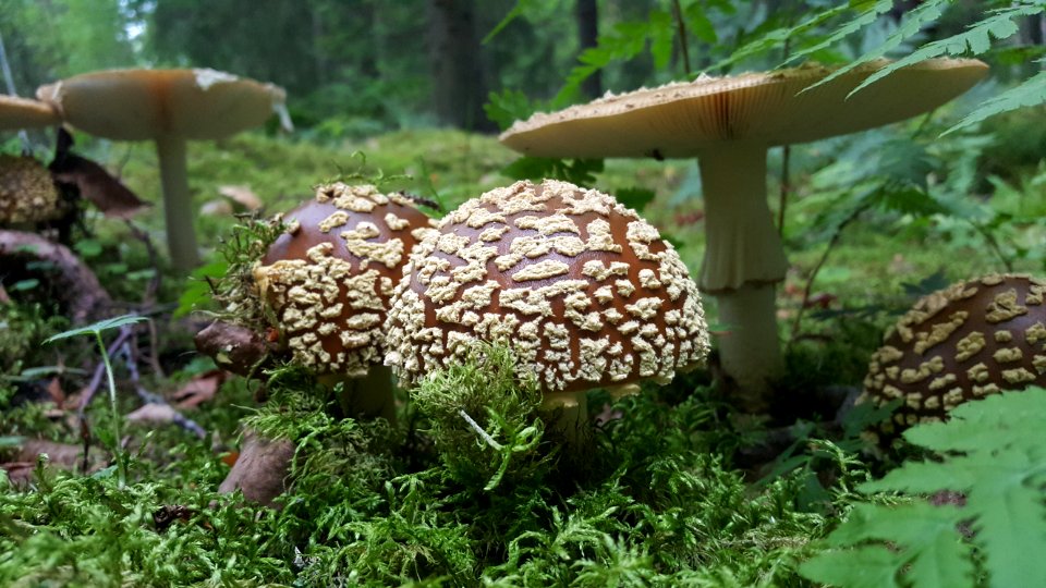 Mushroom Fungus Edible Mushroom Penny Bun photo
