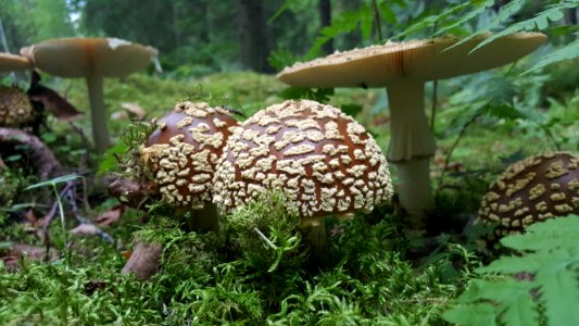 Mushroom Fungus Edible Mushroom Penny Bun