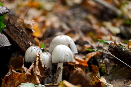 Fungus Mushroom Edible Mushroom Penny Bun photo