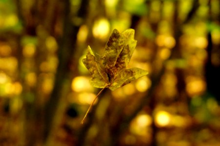 Vegetation Leaf Close Up Macro Photography photo