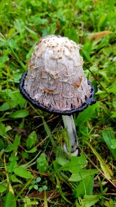 Mushroom Fungus Edible Mushroom Agaric