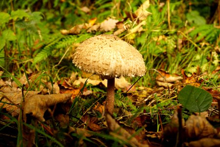 Mushroom Fungus Penny Bun Edible Mushroom photo