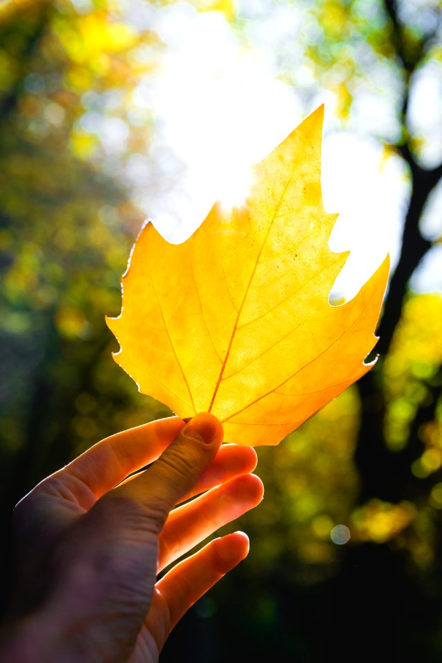 Leaf Yellow Maple Leaf Autumn