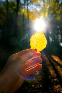 Yellow Leaf Nature Light