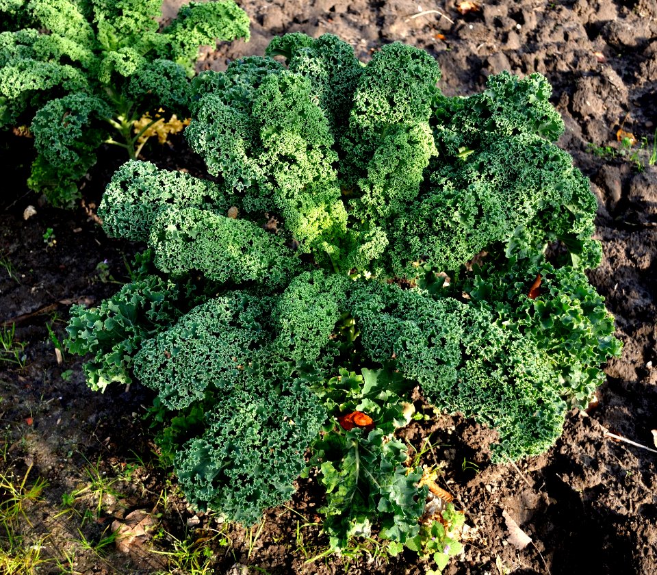Leaf Vegetable Vegetation Plant Kale