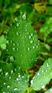 Water Leaf Dew Vegetation